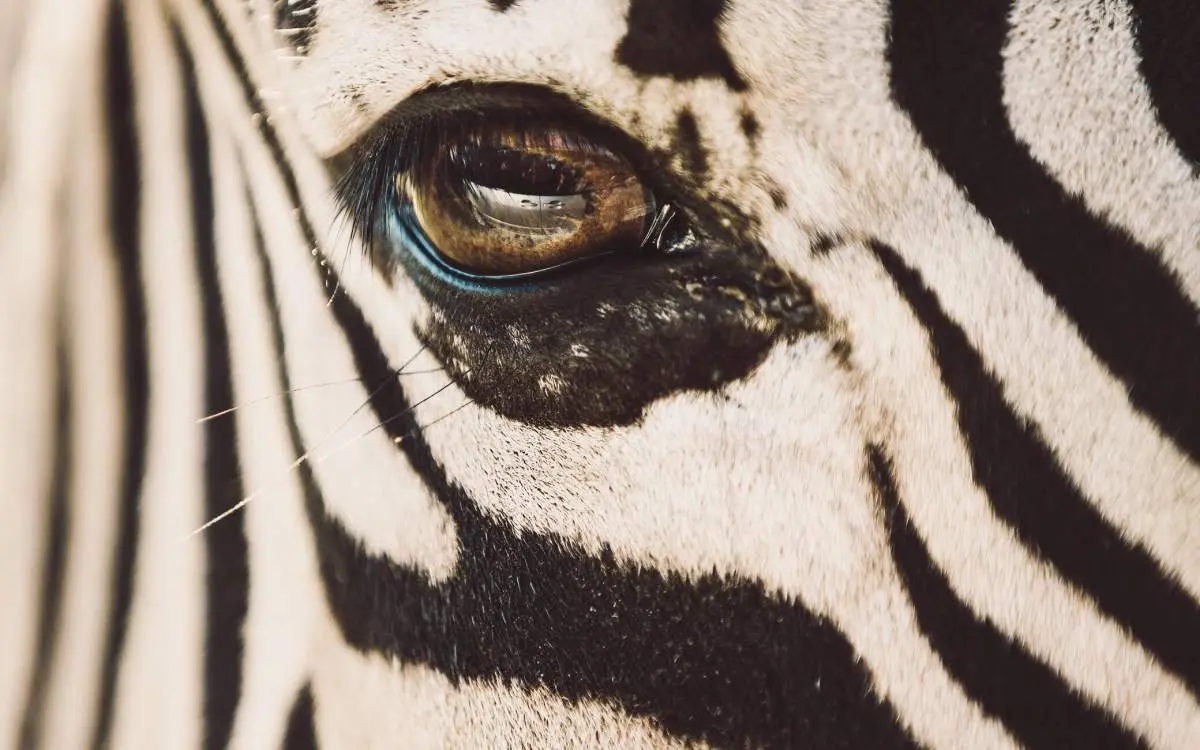 Close-up photo of a Zebras face at Aikman Wildlife Adventure