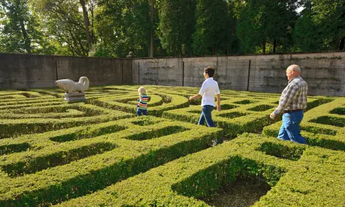 People walking through a maze garden