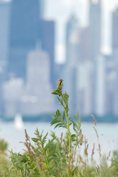 A bird on a plant with Buildings in the distant background