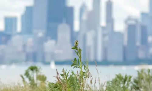 A bird on a plant with Buildings in the distant background