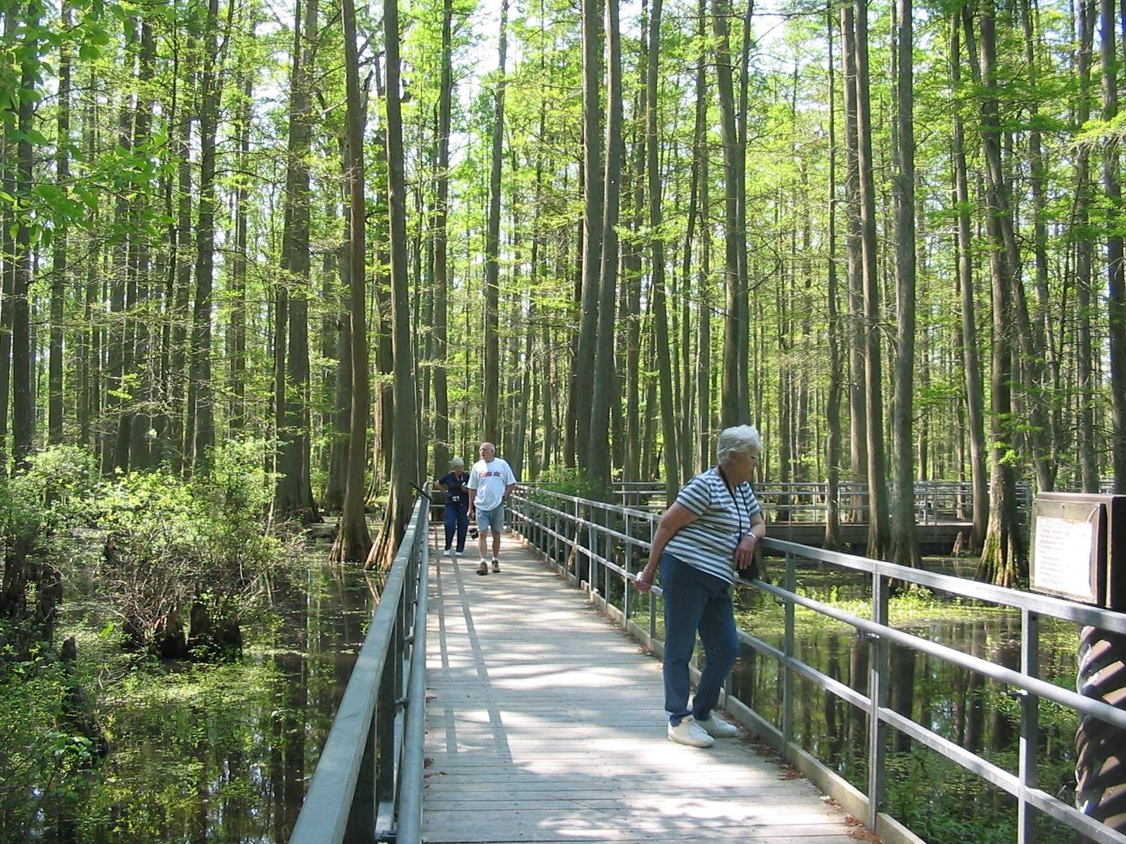 People enjoying the view on a floating boardwalk at Cache River Wetlands