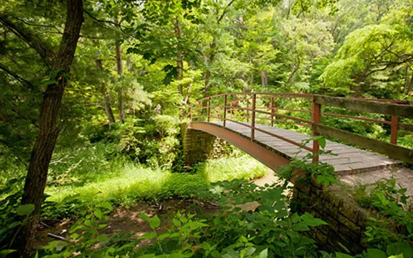 A boardwalk in Starved Rock surrounded by forest