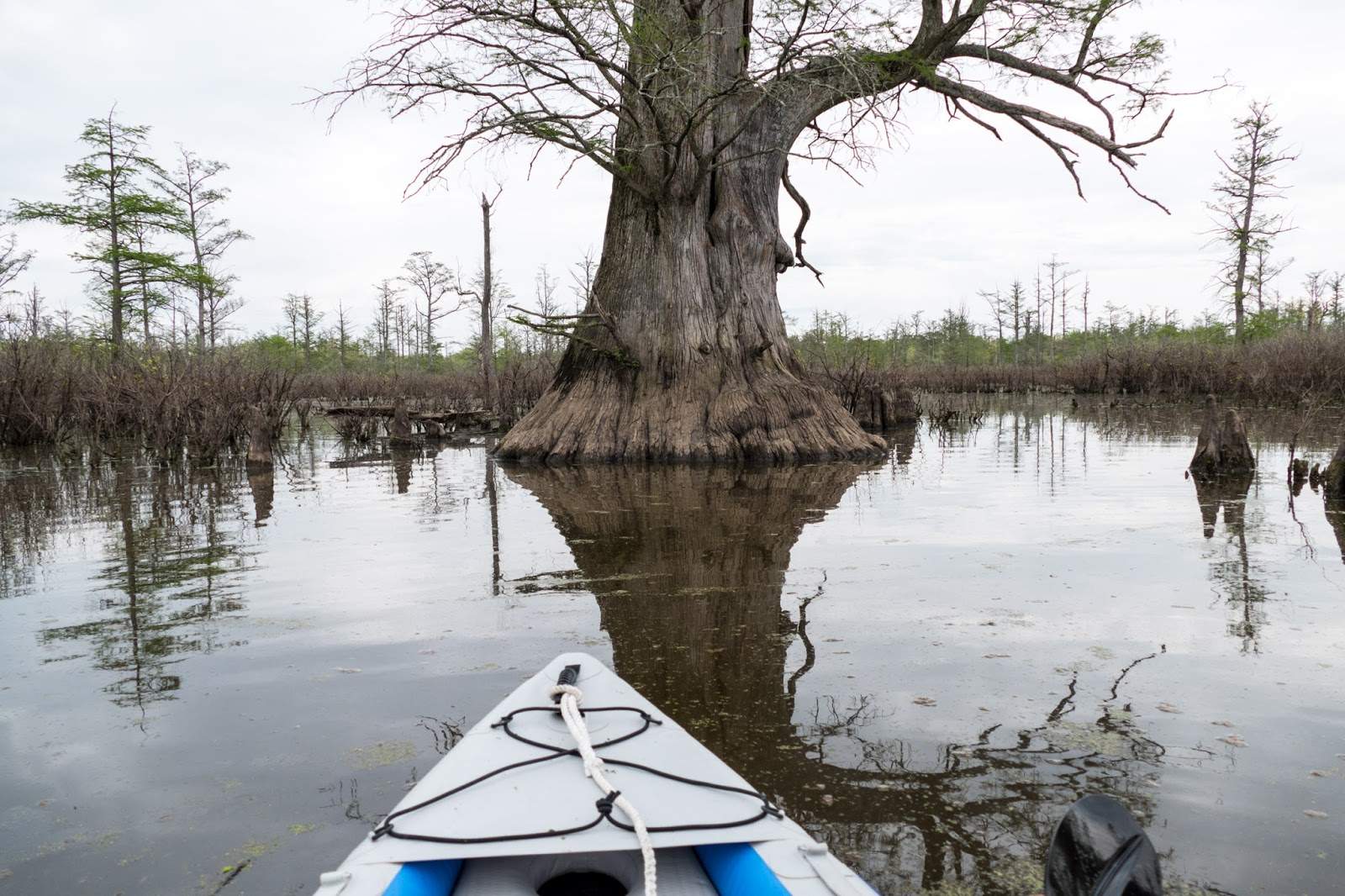 The front of a canoe approaching a tree in the Cache River Wetlands