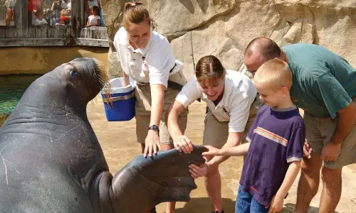 Family meeting a walrus at Brookfield Zoo, Illinois