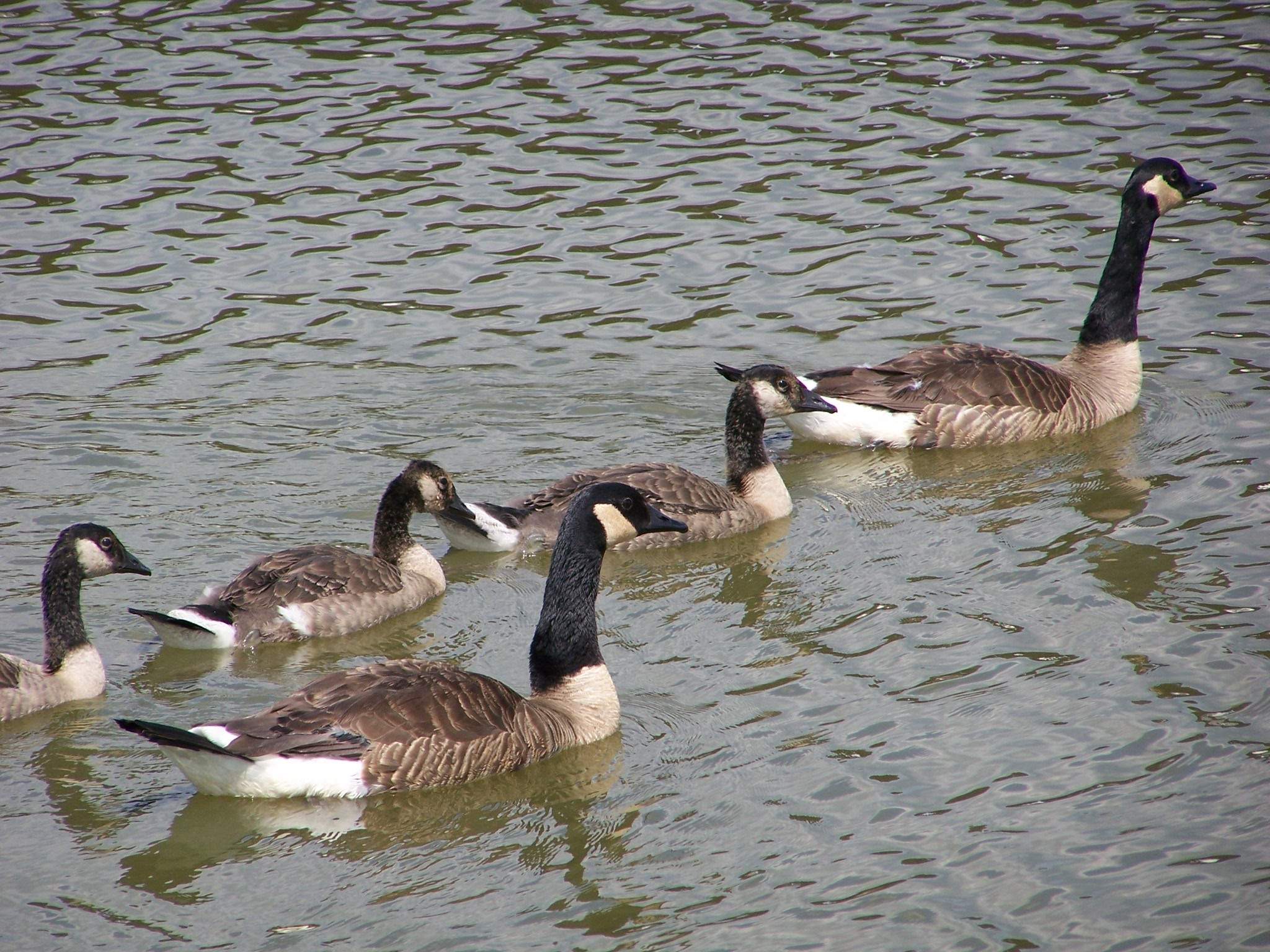 A group of geese in the water at Cache River Wetlands
