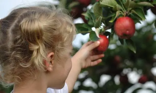 Little Girl Picking Apples.