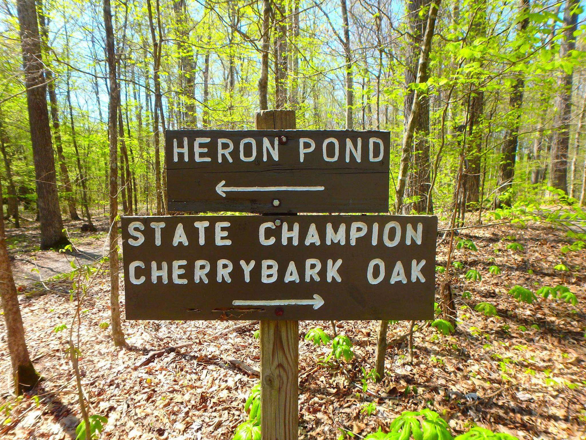 A directional sign in the woods. One way points to Heron Pond, the other to State Champion Cherrybark Oak