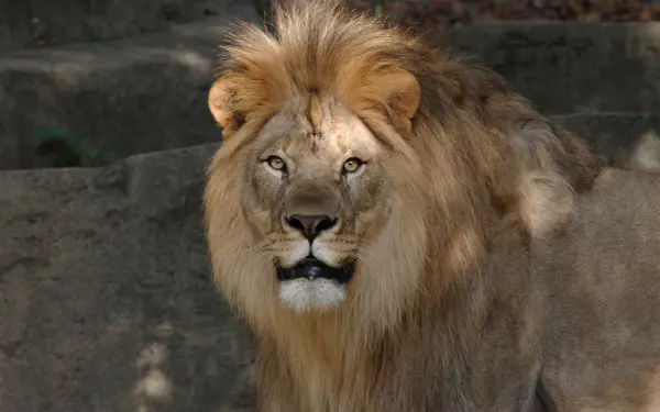 A lion in its enclosure at Peoria Zoo