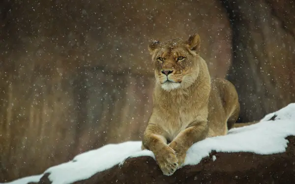A female lion lying on a rock while it is snowing 