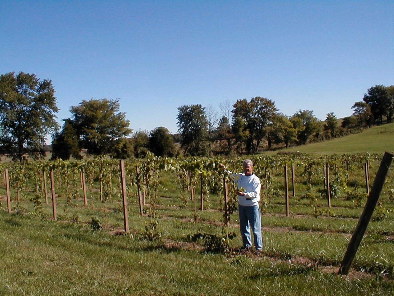 A person stands next to the vines at the Cache River Basin Vineyard & Winery