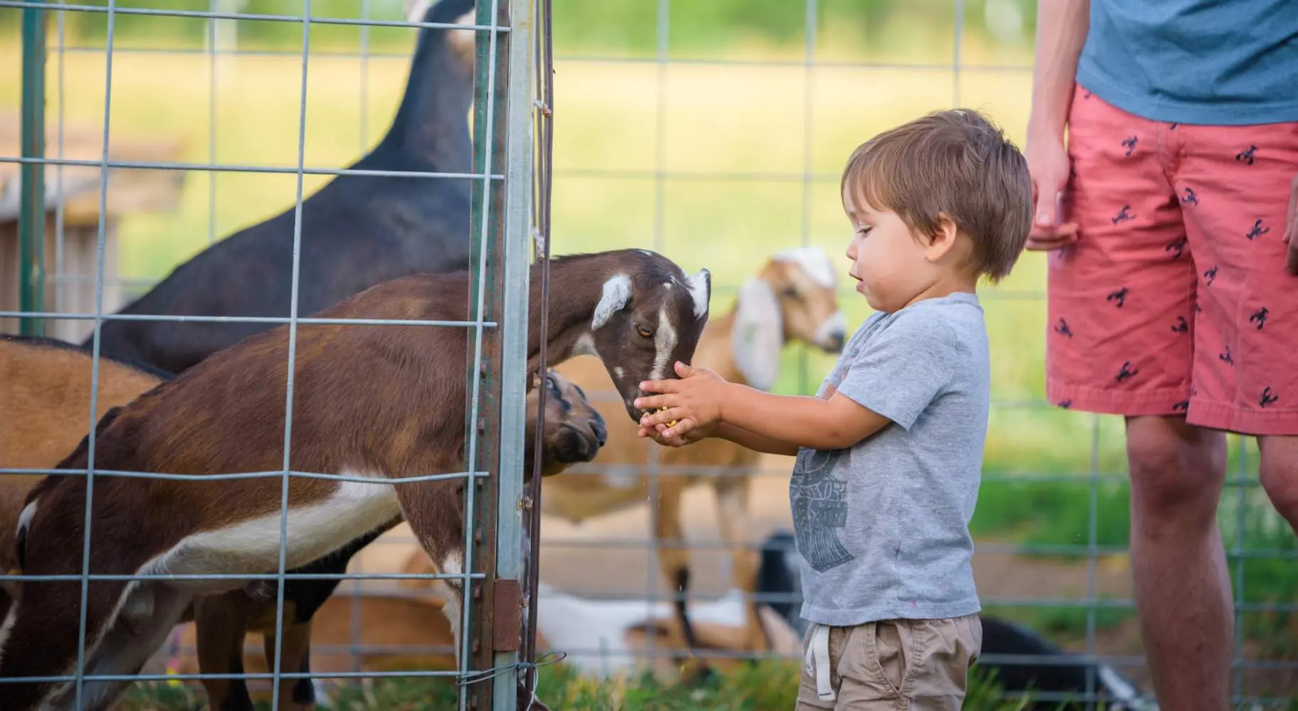 Toddler petting a baby goat at the Prairie Fruits Farm and Creamery.