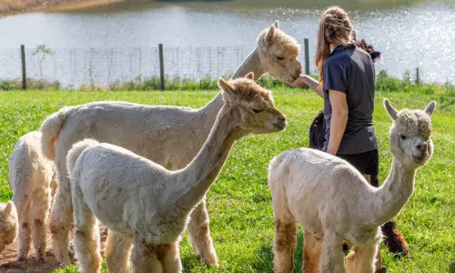 Alpacas in front of the lake at Rolling Oak Alpaca Ranch.