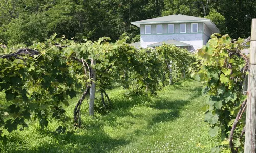 A vineyard with a house