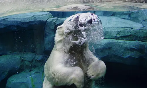 Polar bear in the water