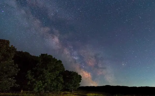 Night stars above trees