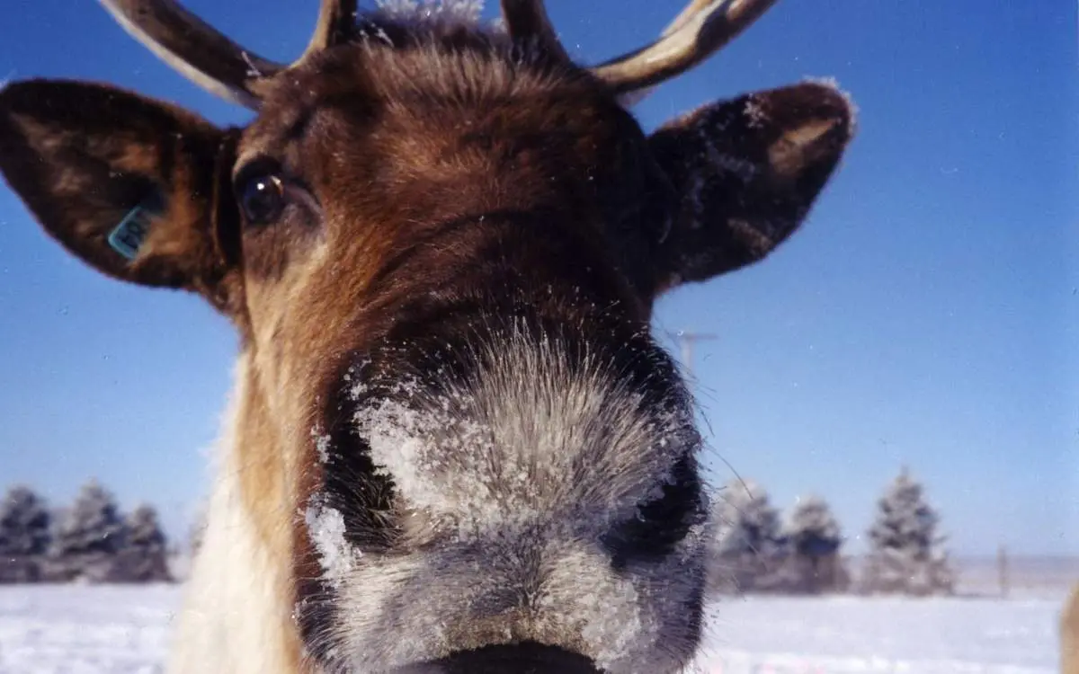 The face of a reindeer covered in snow at Hardys Reindeer Ranch
