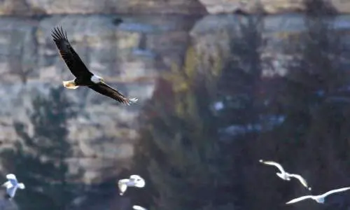 A bald eagle flys with sea gulls in the background