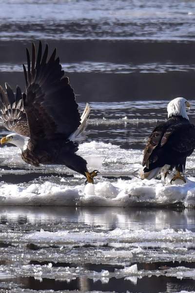 Two bald eagles on ice floating in a river