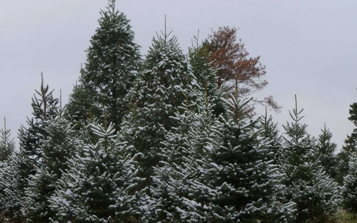 Bill's Friendly Christmas Tree Farm