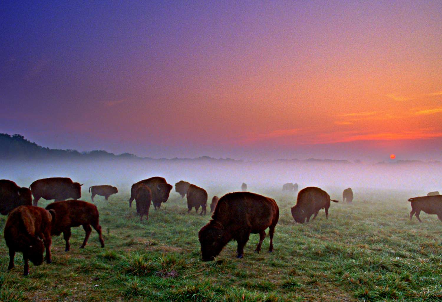 Buffalo's graze at sunset in Wildlife Prairie Park