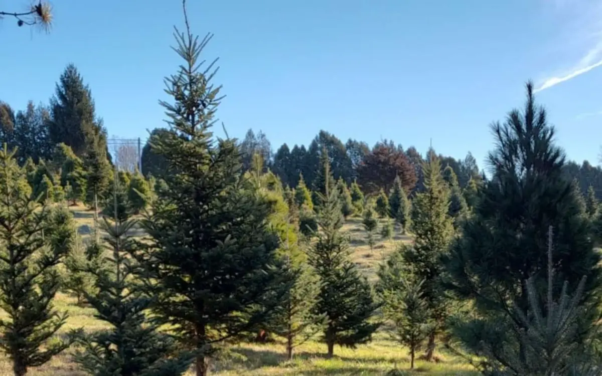 Ochs Christmas Tree Farm