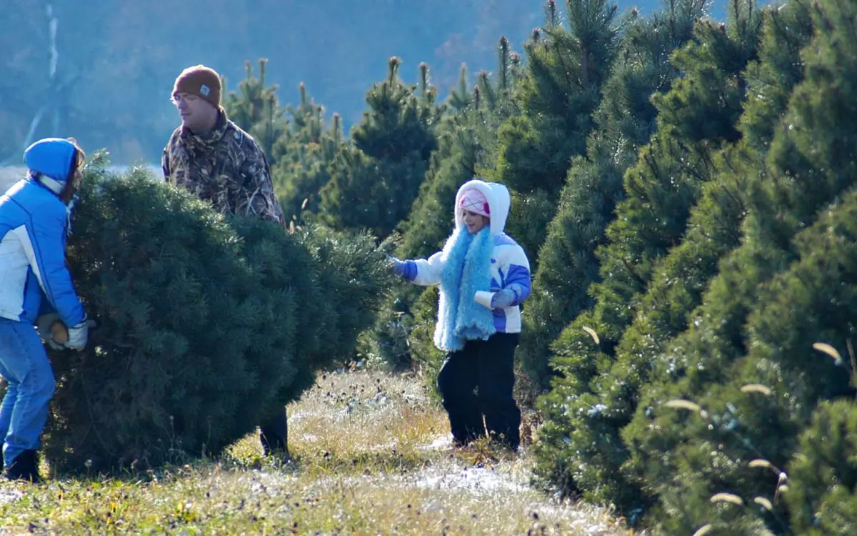 Richardson Christmas Tree Farm