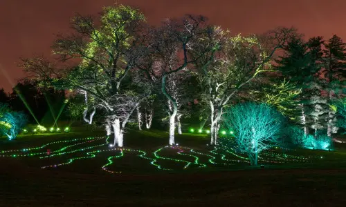 Lights on grass and trees