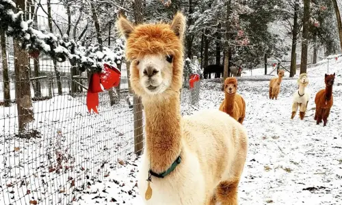 Christmas with the alpacas