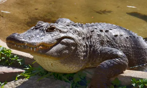 An Alligator at Scovill Zoo, Decatur, Illinois.