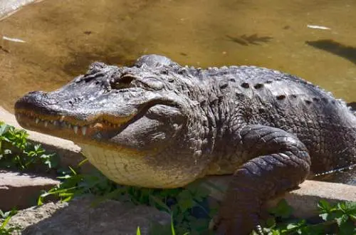 An Alligator at Scovill Zoo, Decatur, Illinois.
