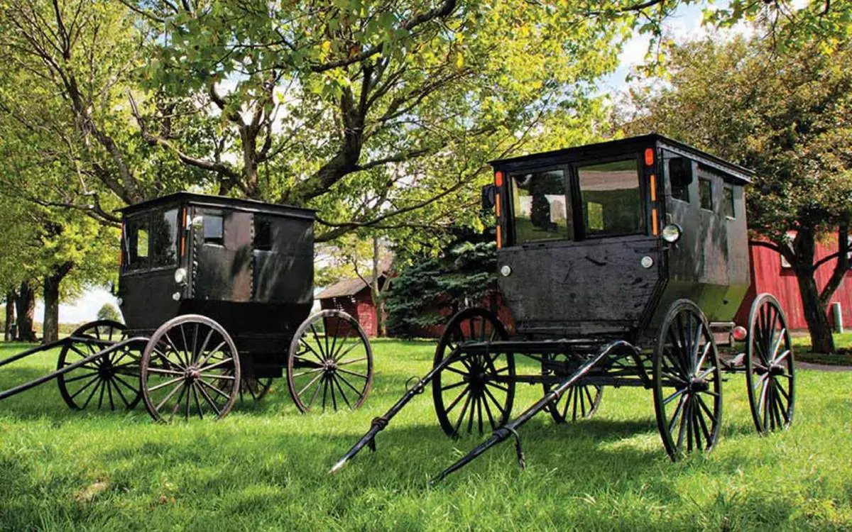 Two black amish buggies sitting in a field of grass