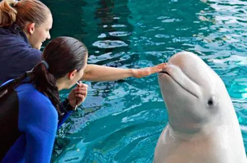 A Beluga Whale at Shedd Aquarium, Chicago.