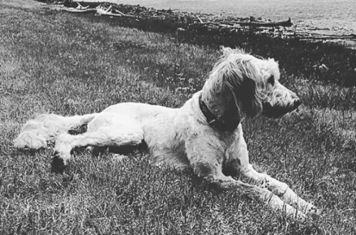 A dog laying on the grass