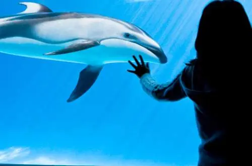 A woman watches a dolphin at Shedd Aquarium, Chicago.