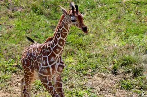 Baby giraffe at Peoria Zoo, Illinois.