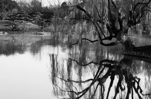 Lake with a tree