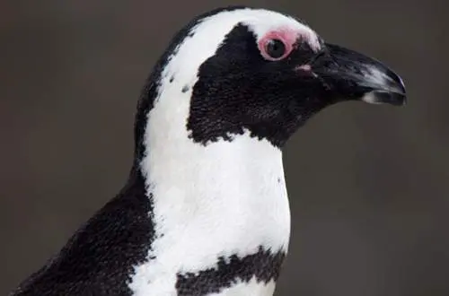 A penguin at Lincoln Park Zoo, Chicago, Illinois.