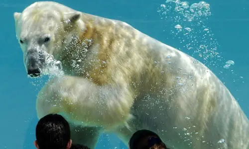 A Polar Bear underwater at Lincoln Park Zoo, Chicago.