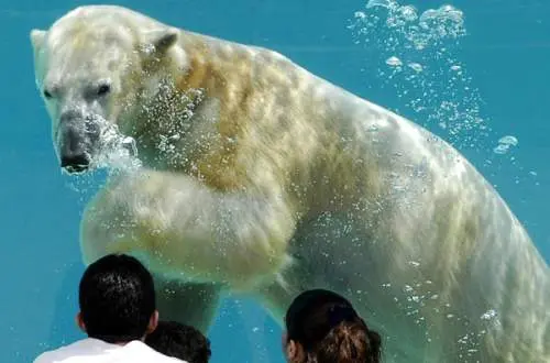 A Polar Bear underwater at Lincoln Park Zoo, Chicago.