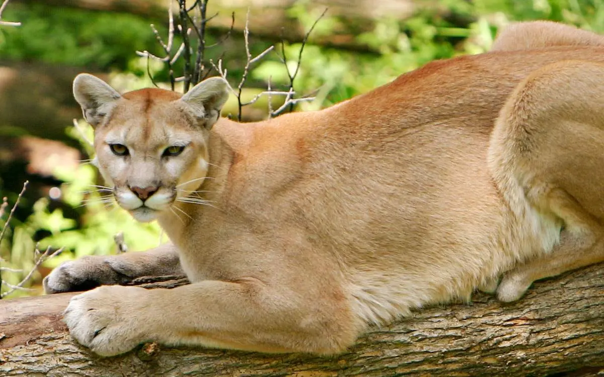 A puma in Wildlife Prairie Park, Illinois.