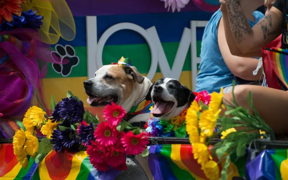 Dogs at pridefest woodstock