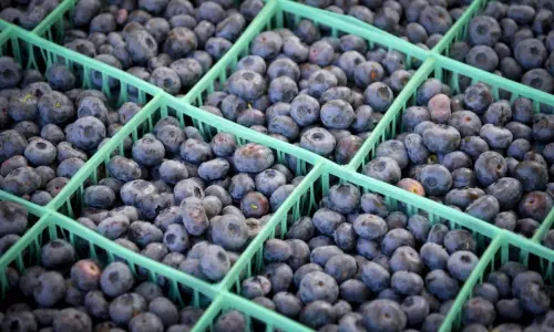 Crates of blueberries