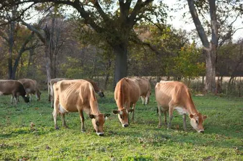 Cows grazing in a paddock