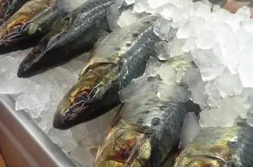 Fish