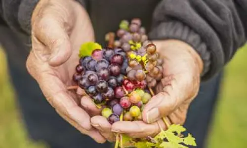 A mans hands holding grapes