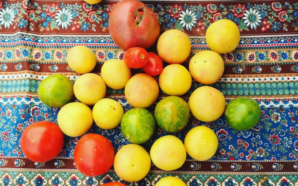 Vegetables on a tablecloth