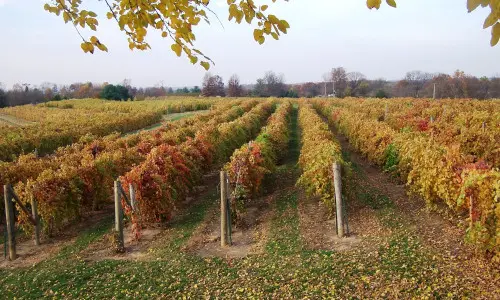 Rows of grapes growing in a vineyard