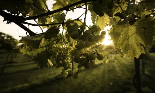 Grapes at a vineyard