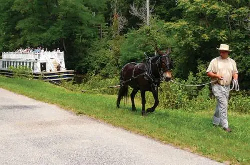 Man leading a donkey