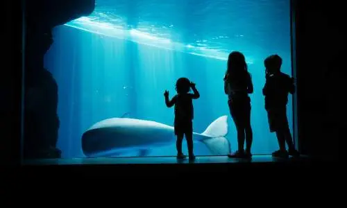 Kids staring into a aquarium
